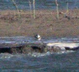 Semipalmated Plover - ML565317591