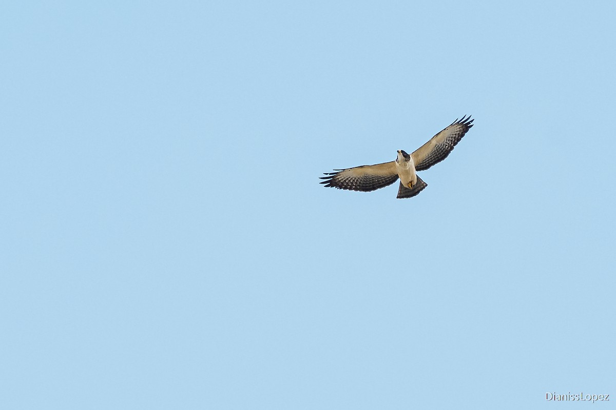 Short-tailed Hawk - ML565317961