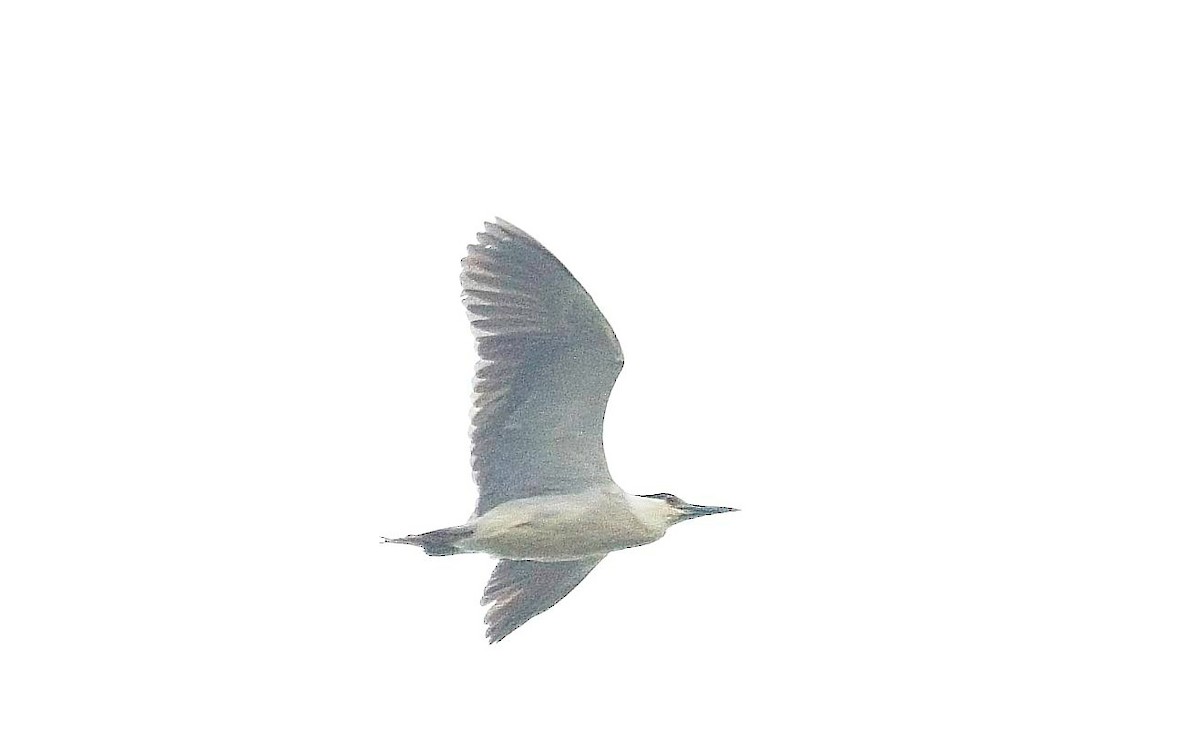 Black-crowned Night Heron - ML565318751