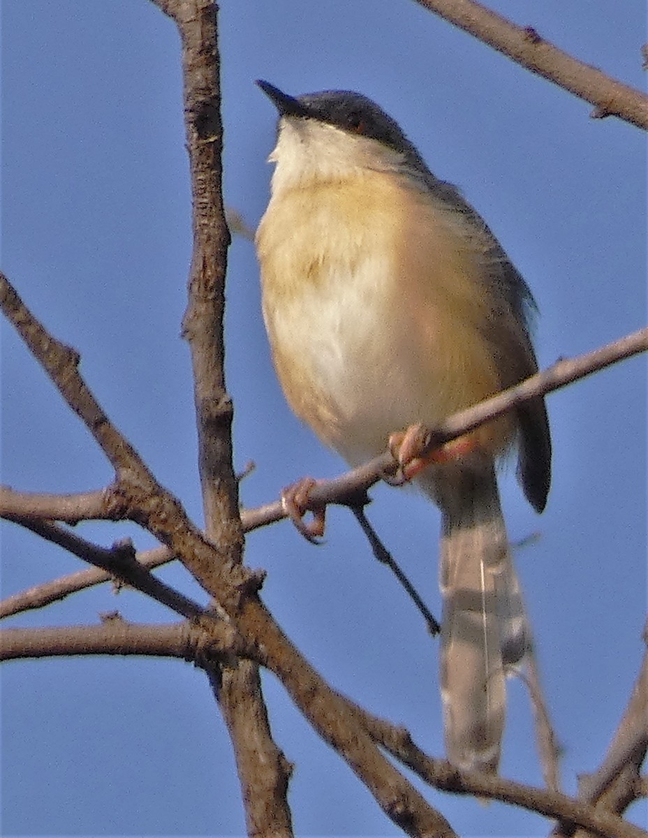 Ashy Prinia - Santharam V