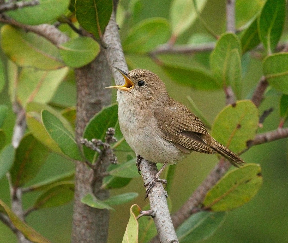 Northern House Wren - Christopher Adler