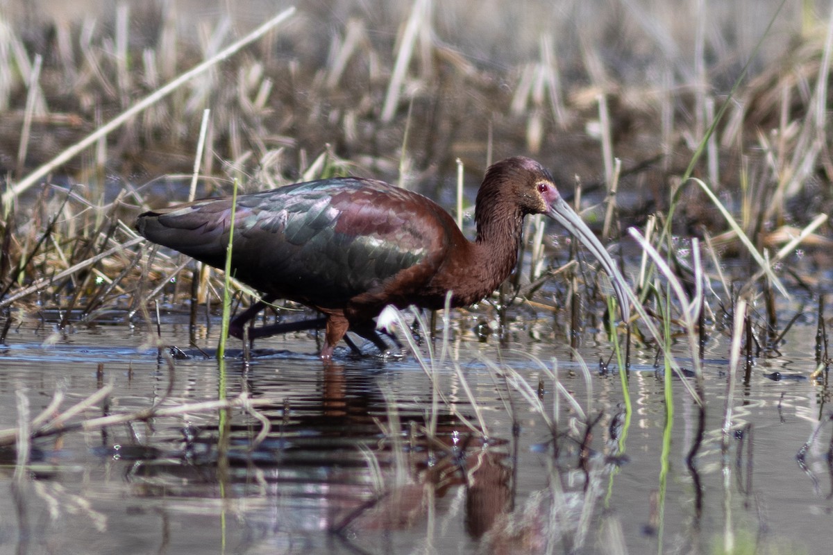 White-faced Ibis - ML565319241