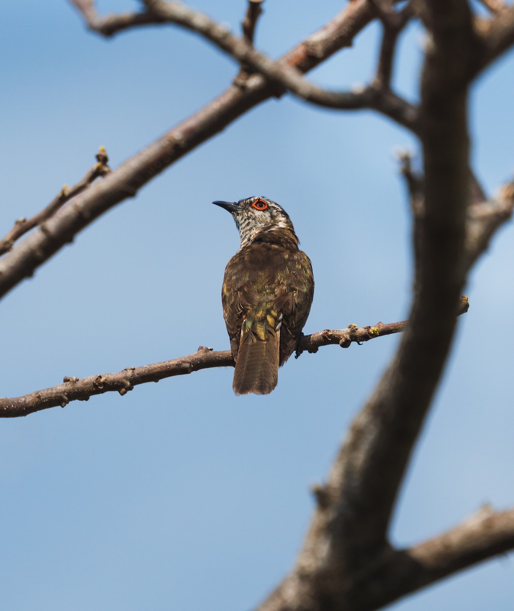 Little Bronze-Cuckoo - ML565319681