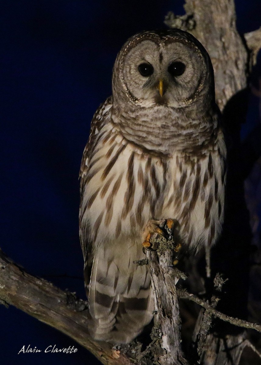 Barred Owl - Alain Clavette