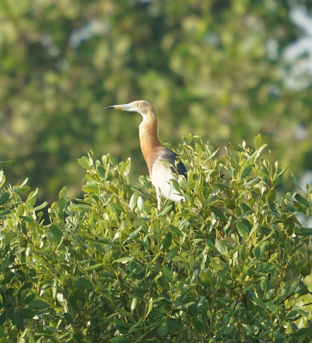 Javan Pond-Heron - ML565320221