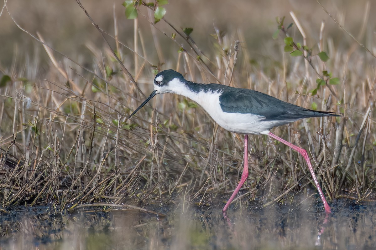 Black-necked Stilt - ML565322081