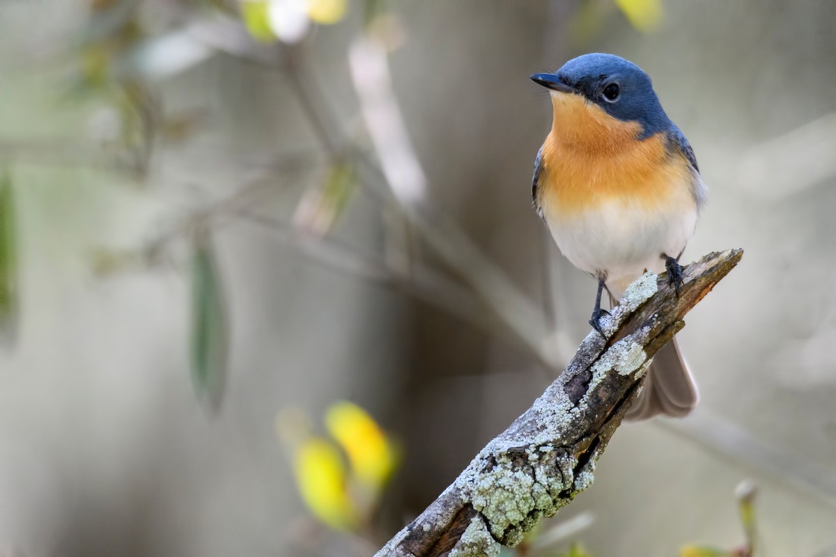 Leaden Flycatcher - ML565322841