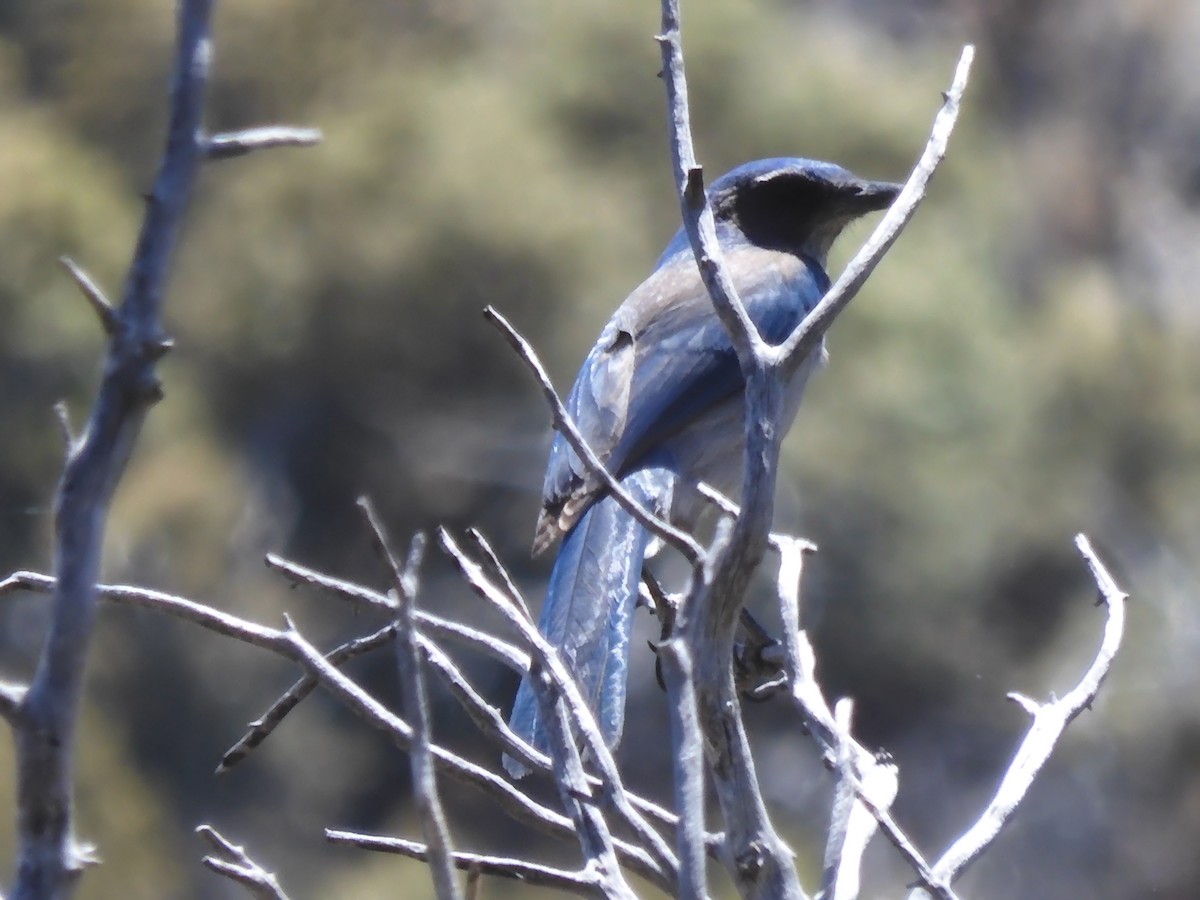 Woodhouse's Scrub-Jay - ML565322961