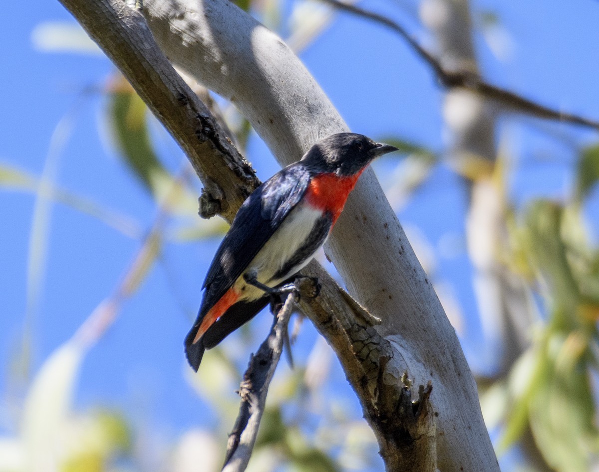 Mistletoebird - ML565323001