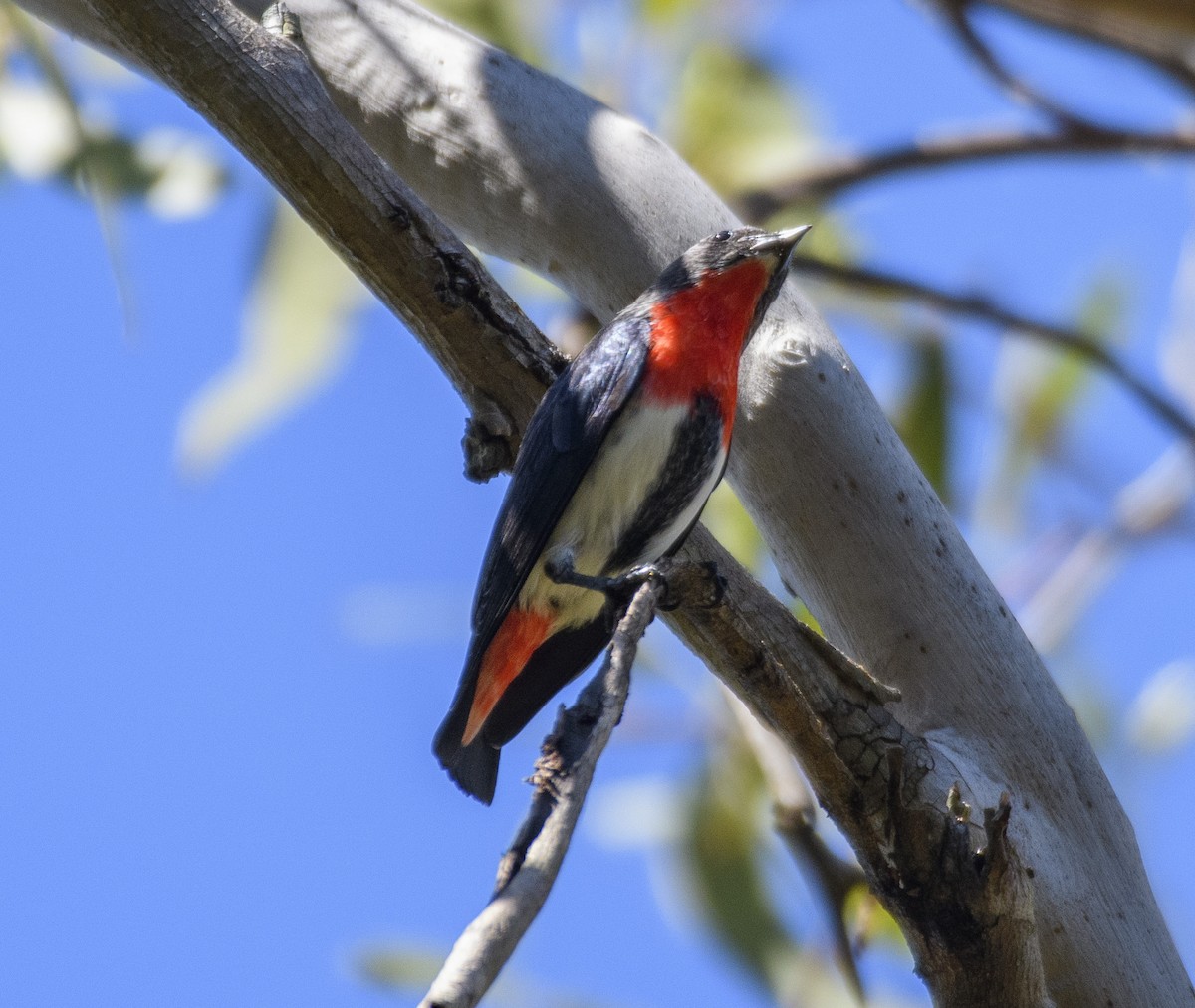 Mistletoebird - Campbell Paine