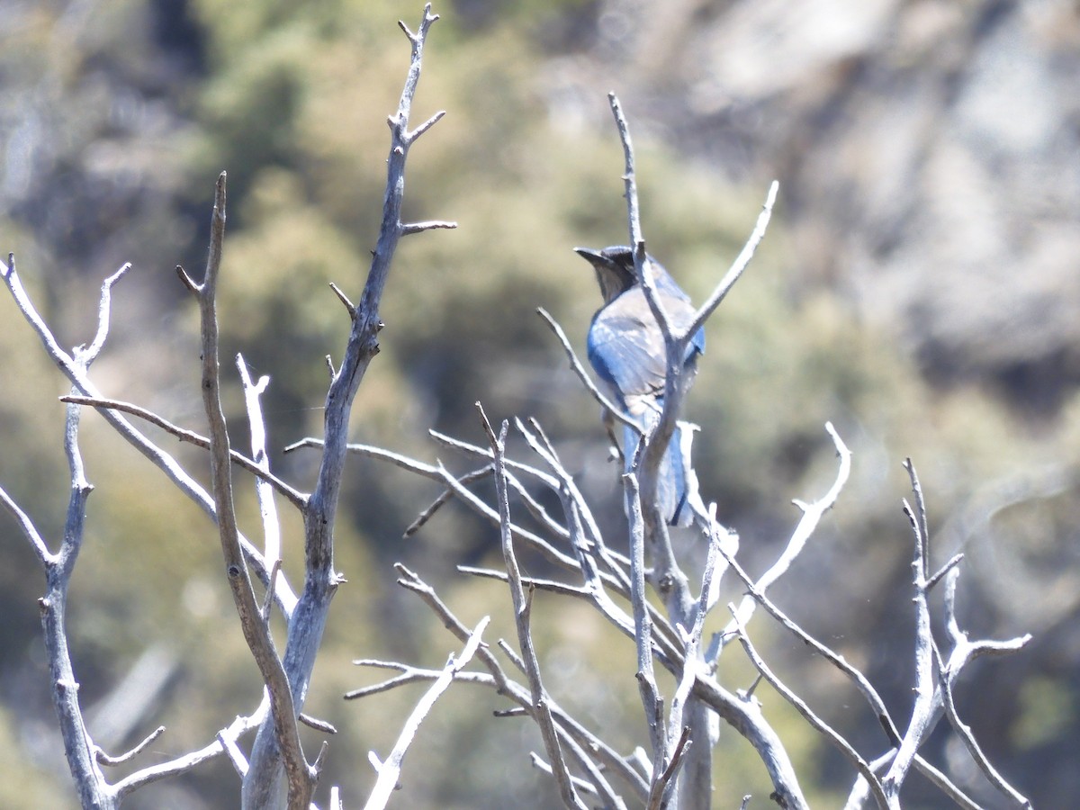 Woodhouse's Scrub-Jay - ML565323021