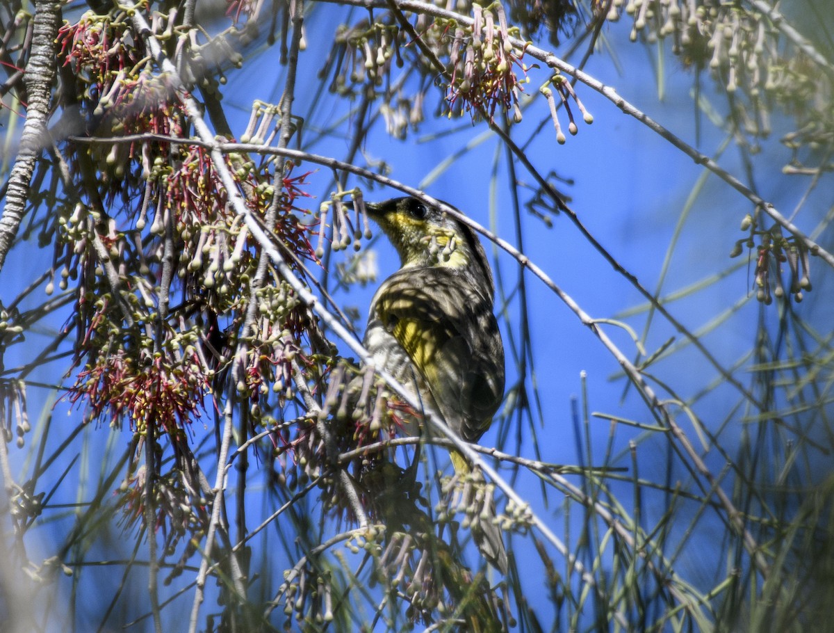 Mangrove Honeyeater - ML565323171