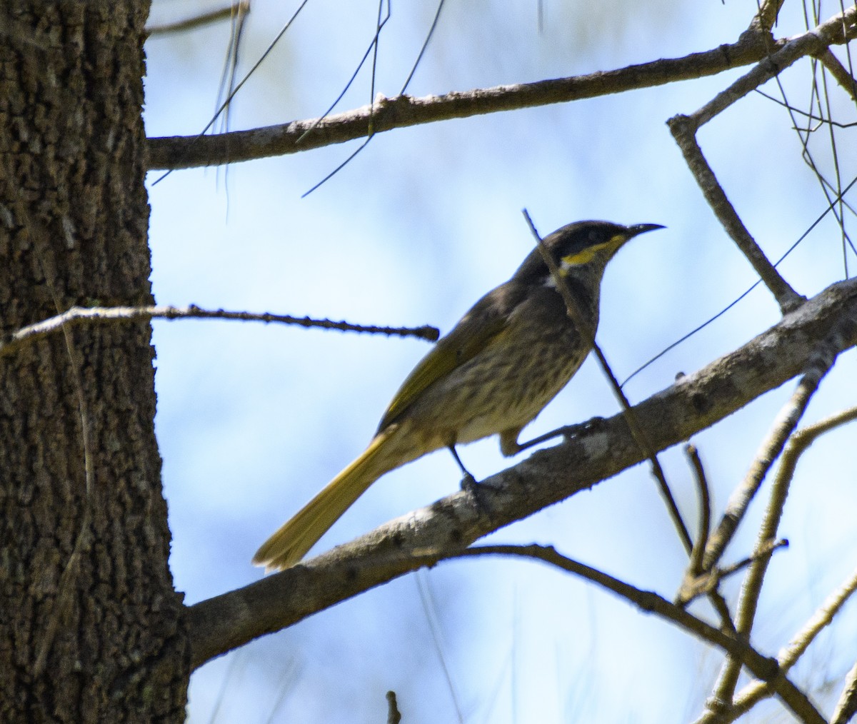 Mangrove Honeyeater - ML565323181