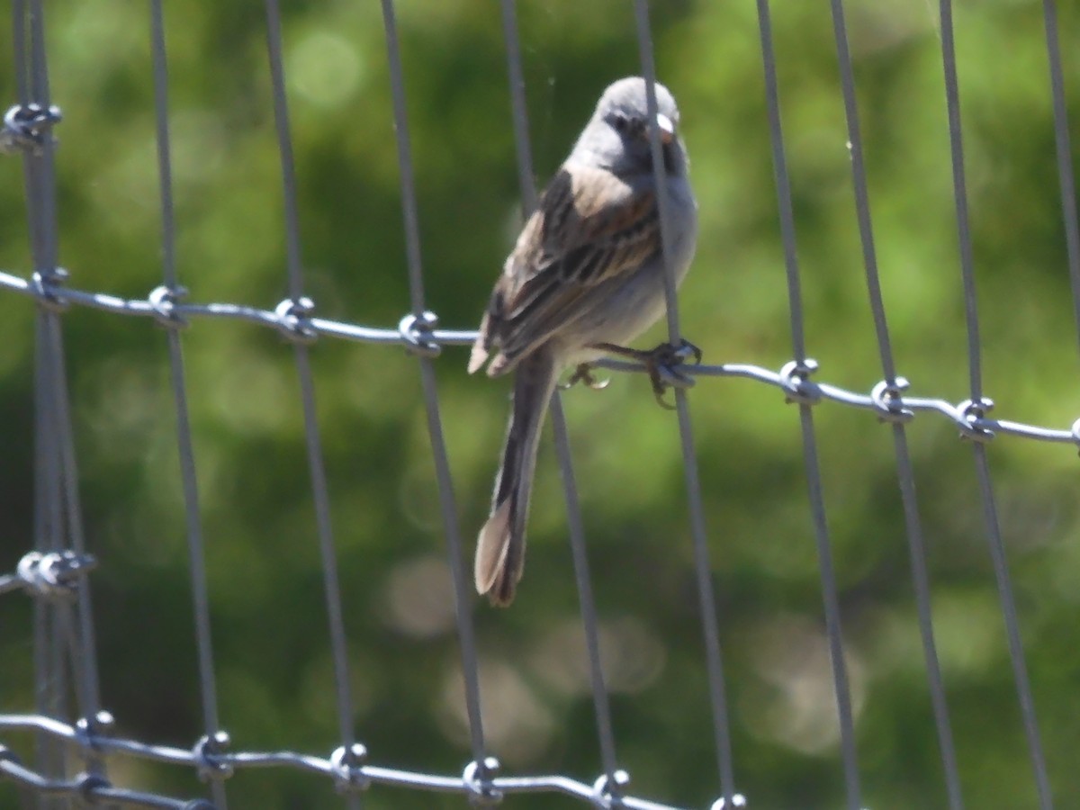 Black-chinned Sparrow - ML565323321