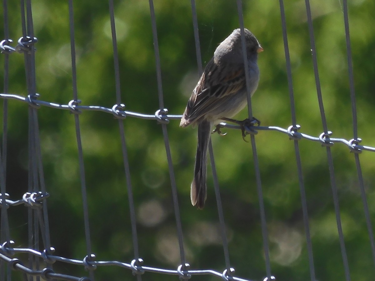 Black-chinned Sparrow - ML565323381