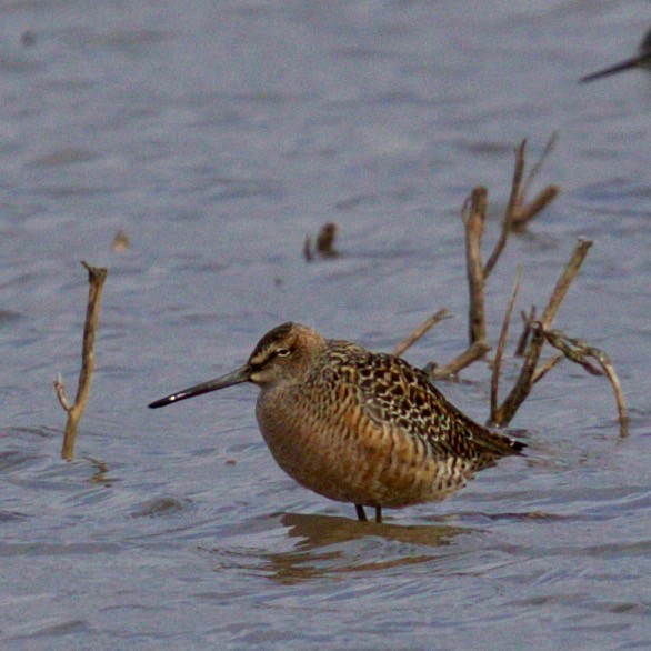 Short-billed/Long-billed Dowitcher - ML56532341