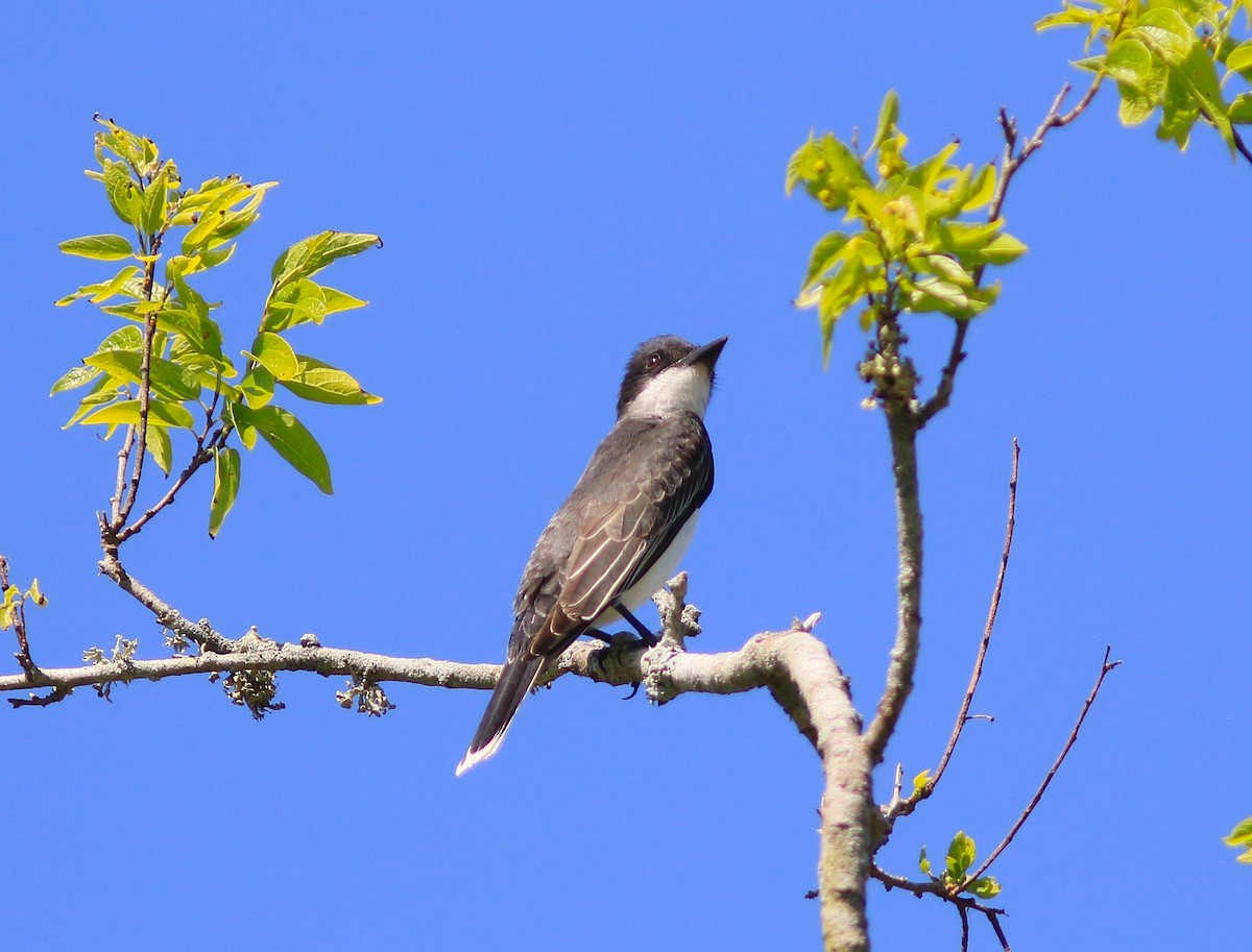 Eastern Kingbird - ML565323741