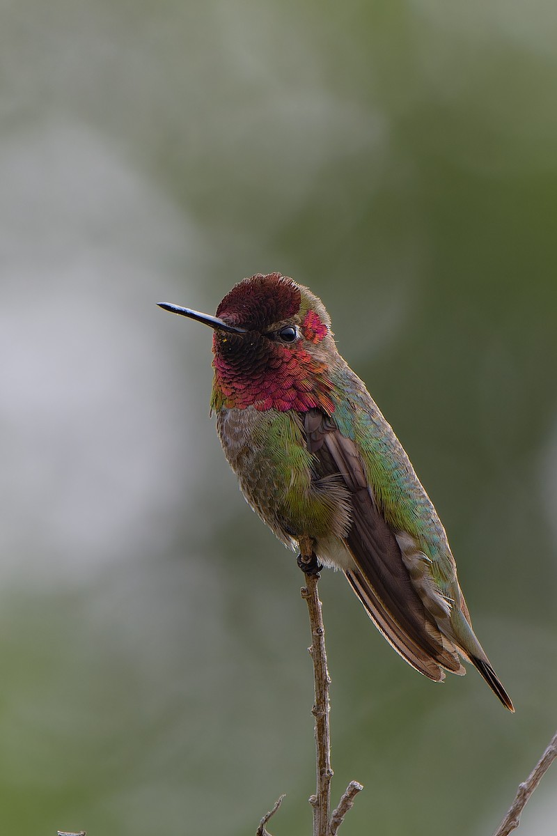 Anna's Hummingbird - ML565324521