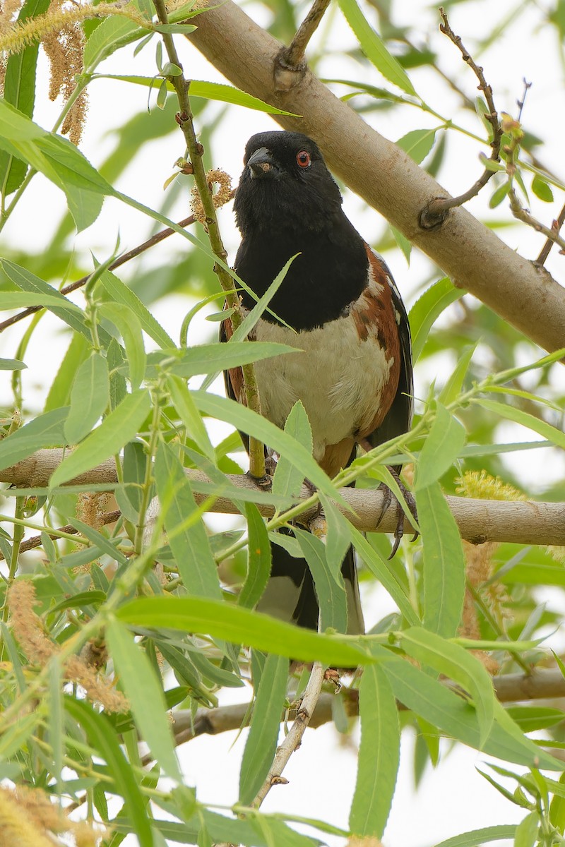 Spotted Towhee - ML565324861