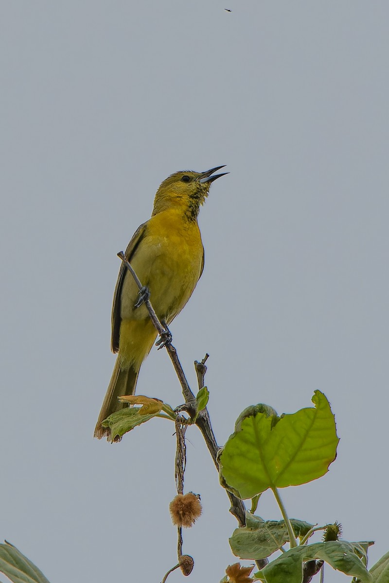 Hooded Oriole - ML565324881