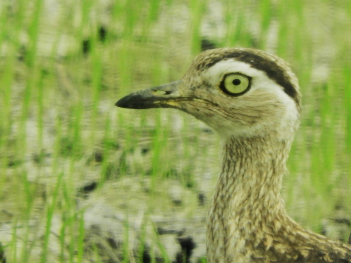 Double-striped Thick-knee - ML565325641