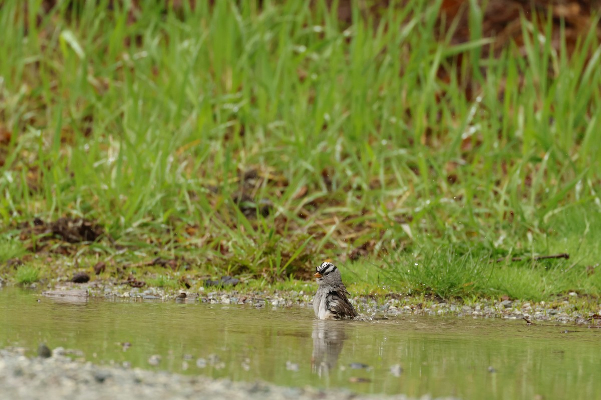 White-crowned Sparrow - Anne Esbenshade