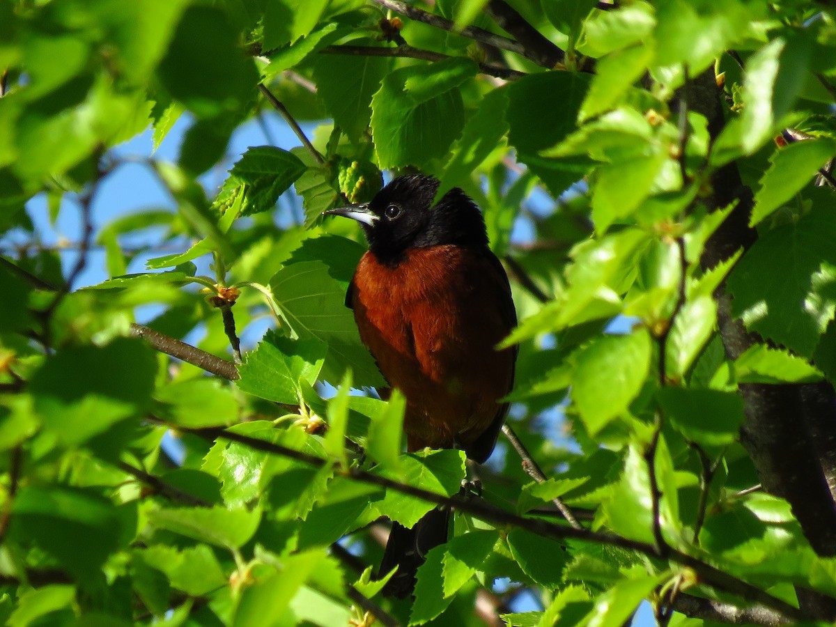 Orchard Oriole - ML565325721