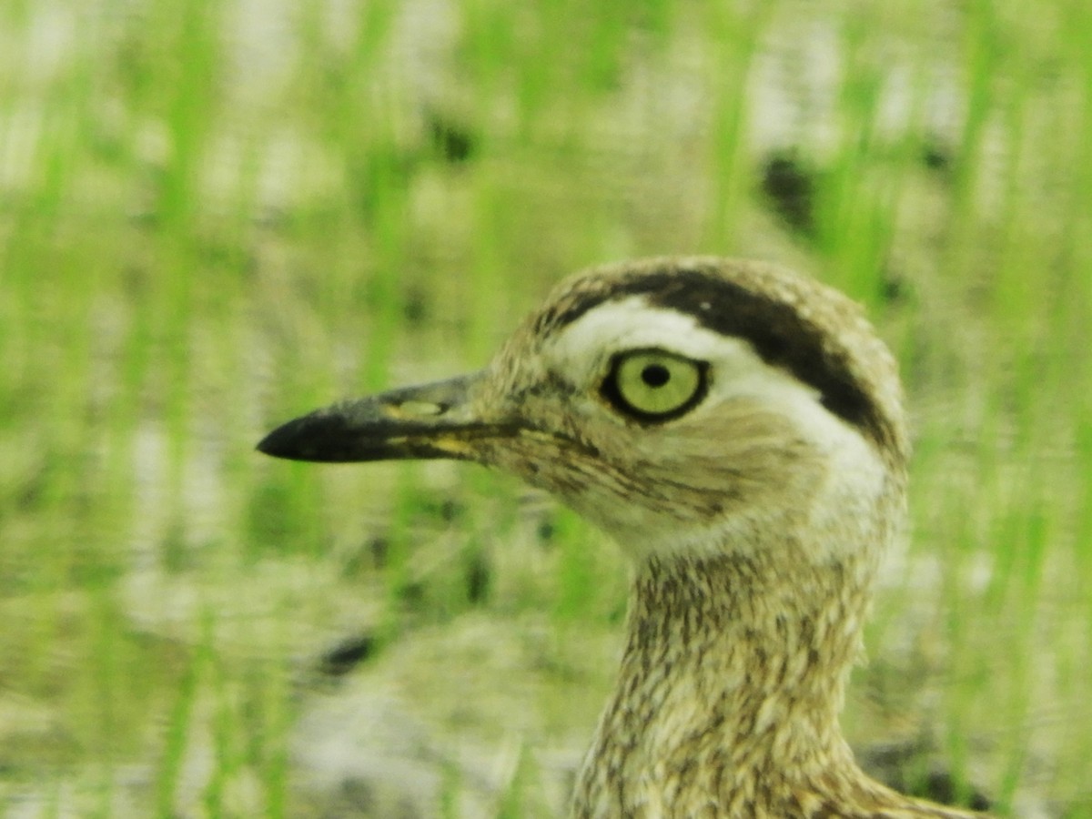 Double-striped Thick-knee - ML565325811
