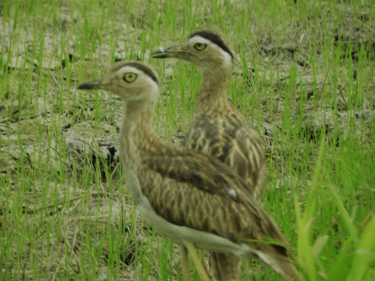 Double-striped Thick-knee - ML565325881