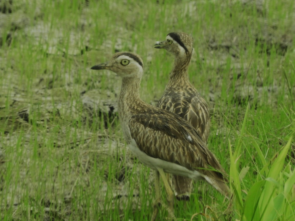 Double-striped Thick-knee - ML565326001