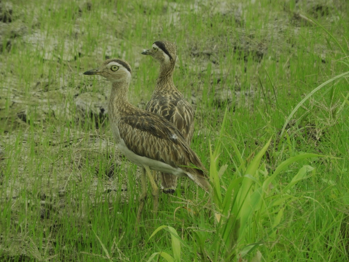 Double-striped Thick-knee - ML565326061
