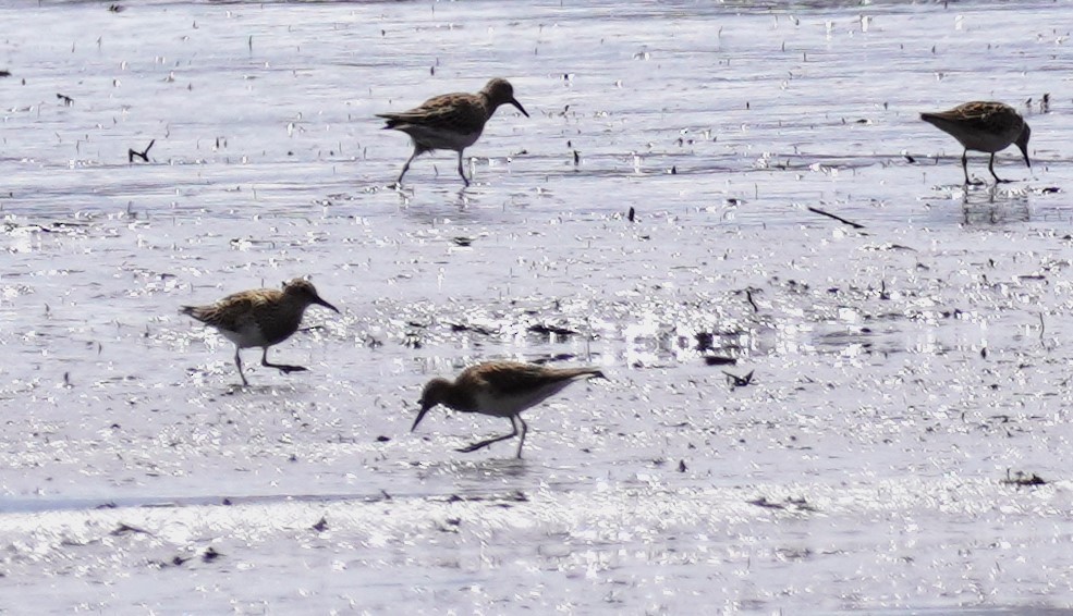 Pectoral Sandpiper - ML565326101