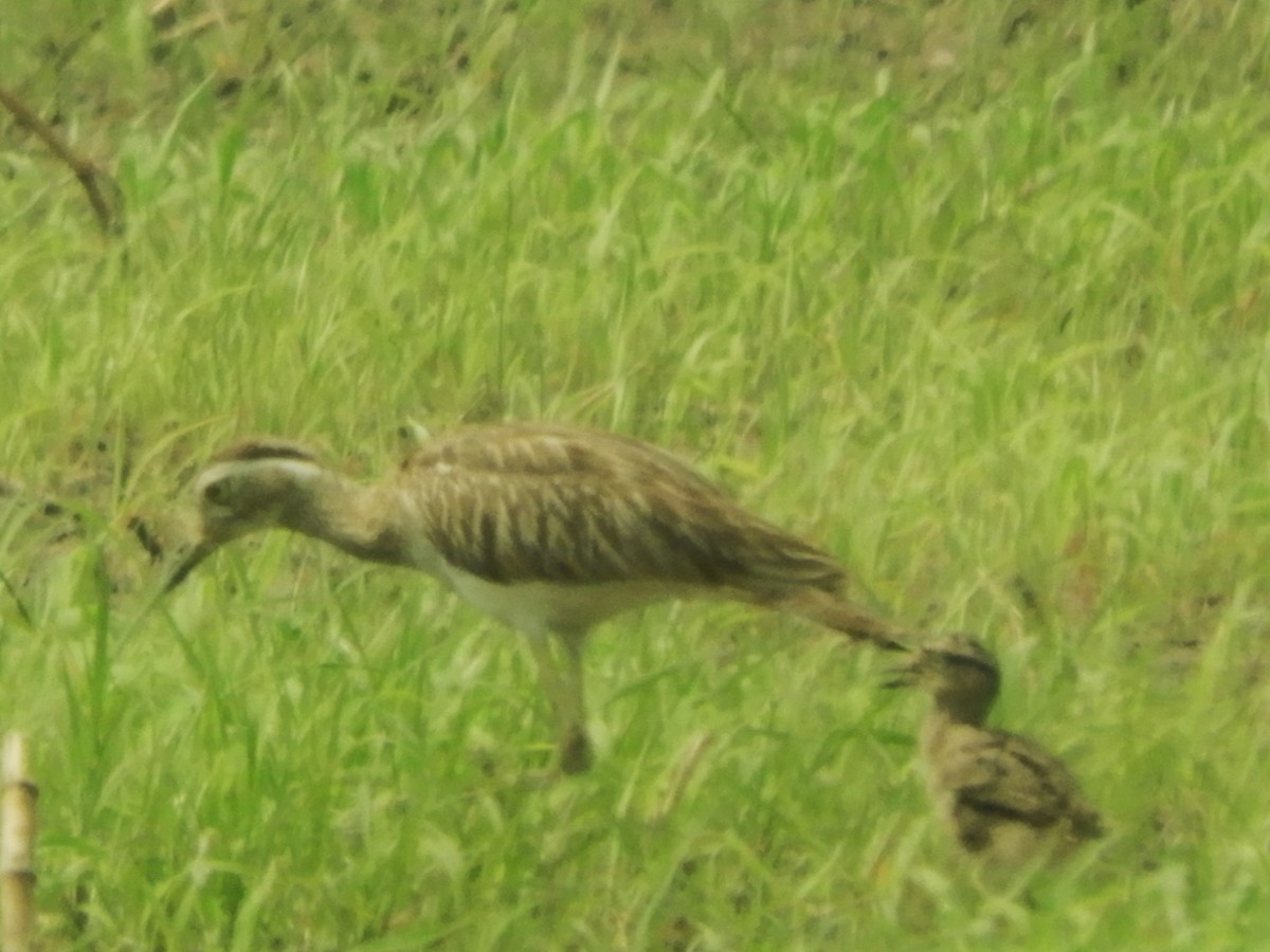 Double-striped Thick-knee - ML565326141