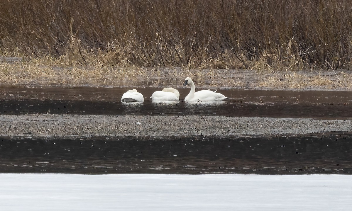 Cisne Trompetero - ML565326281