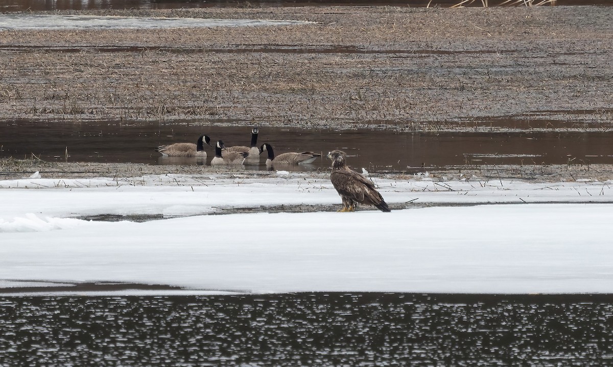 Bald Eagle - ML565326301