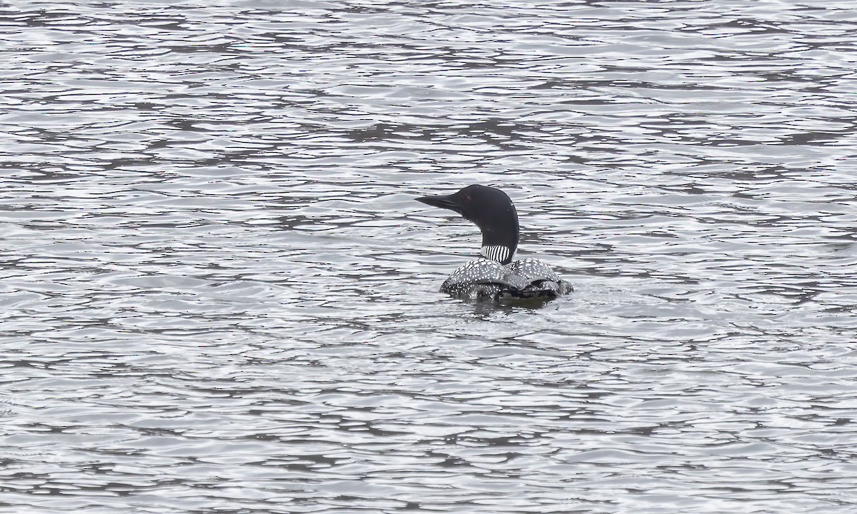 Common Loon - ML565326651