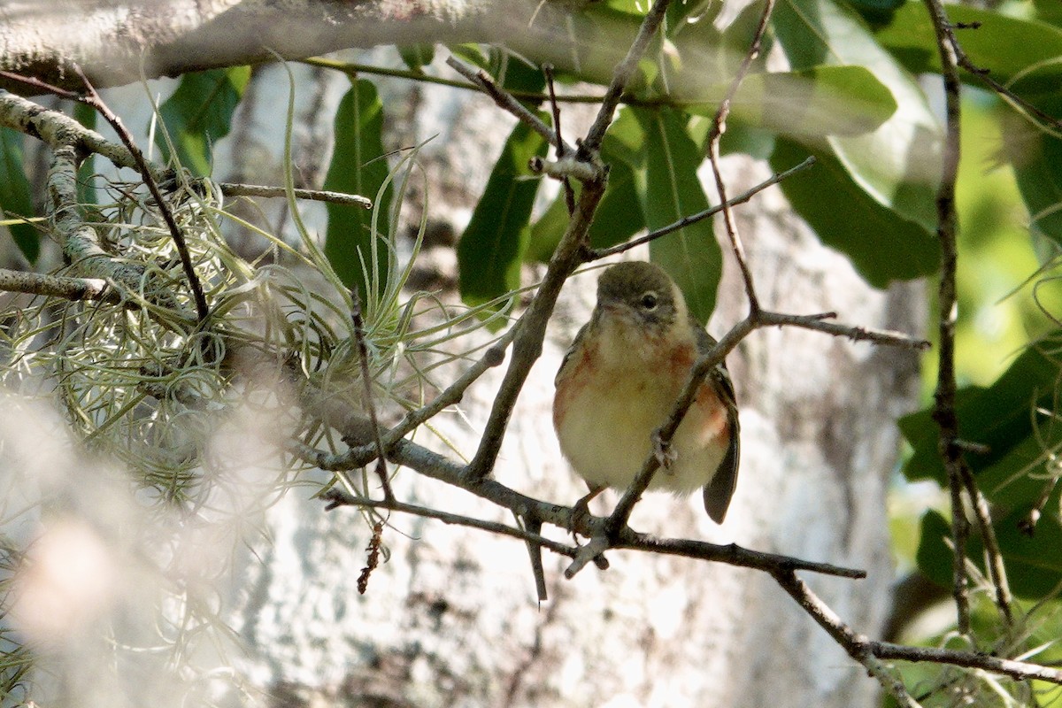 Bay-breasted Warbler - ML565328051