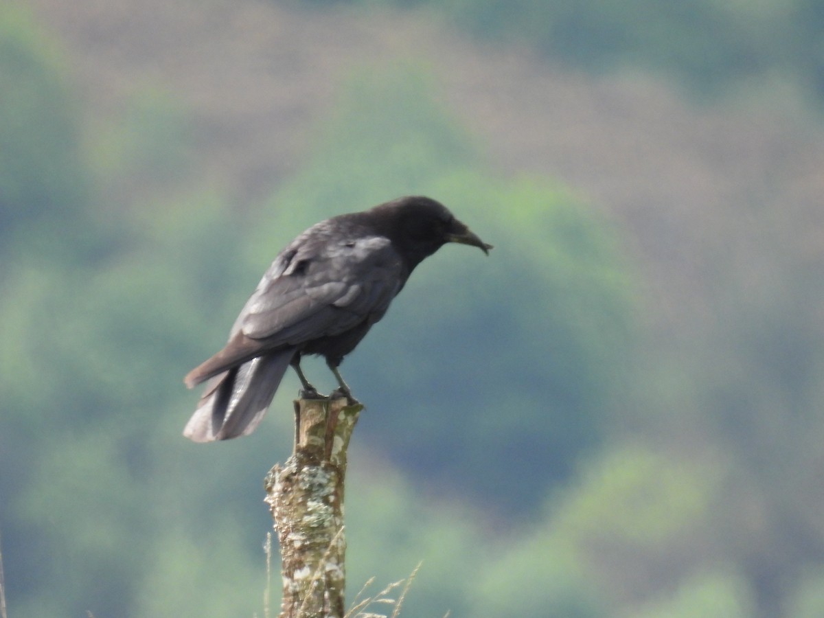 Carrion Crow - Paco Torres 🦆