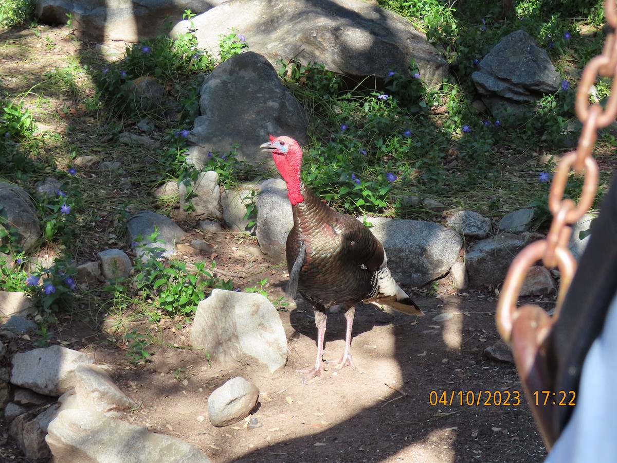 Wild Turkey - ML565330891