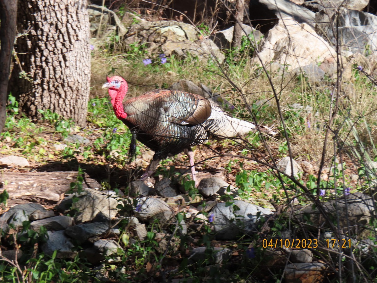 Wild Turkey - ML565330901