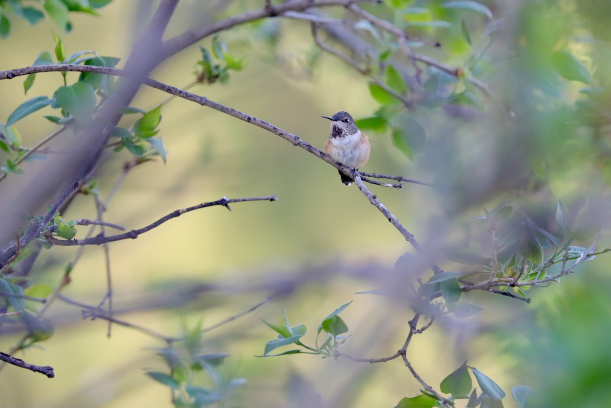 Rufous Hummingbird - ML565331851