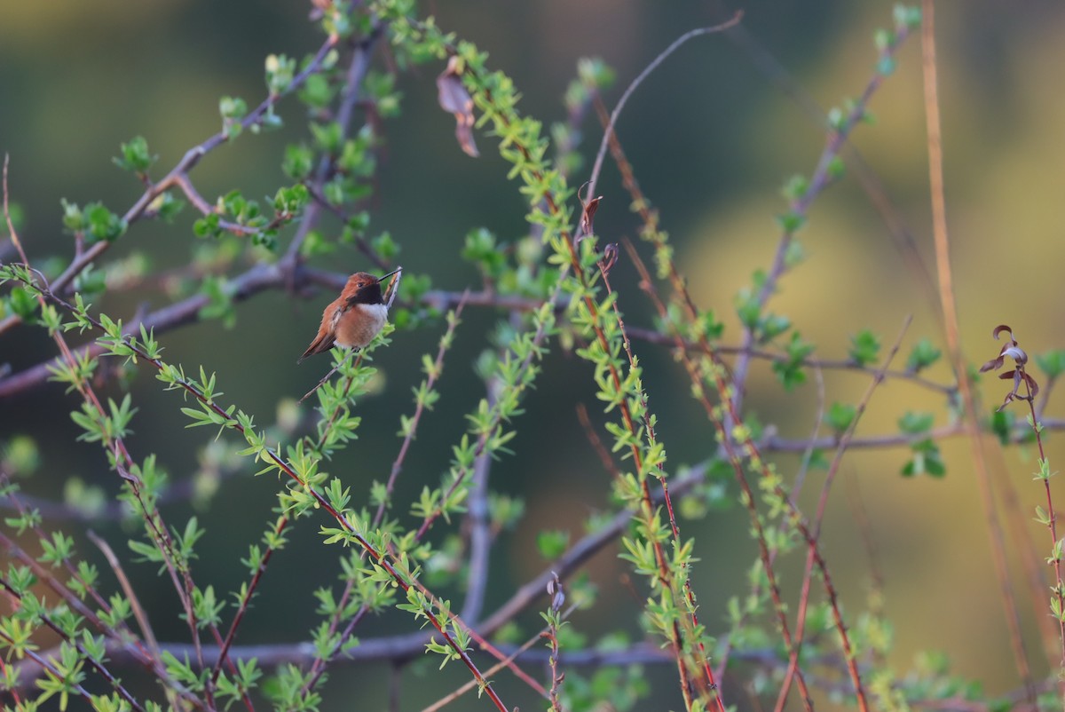 Rufous Hummingbird - ML565332101