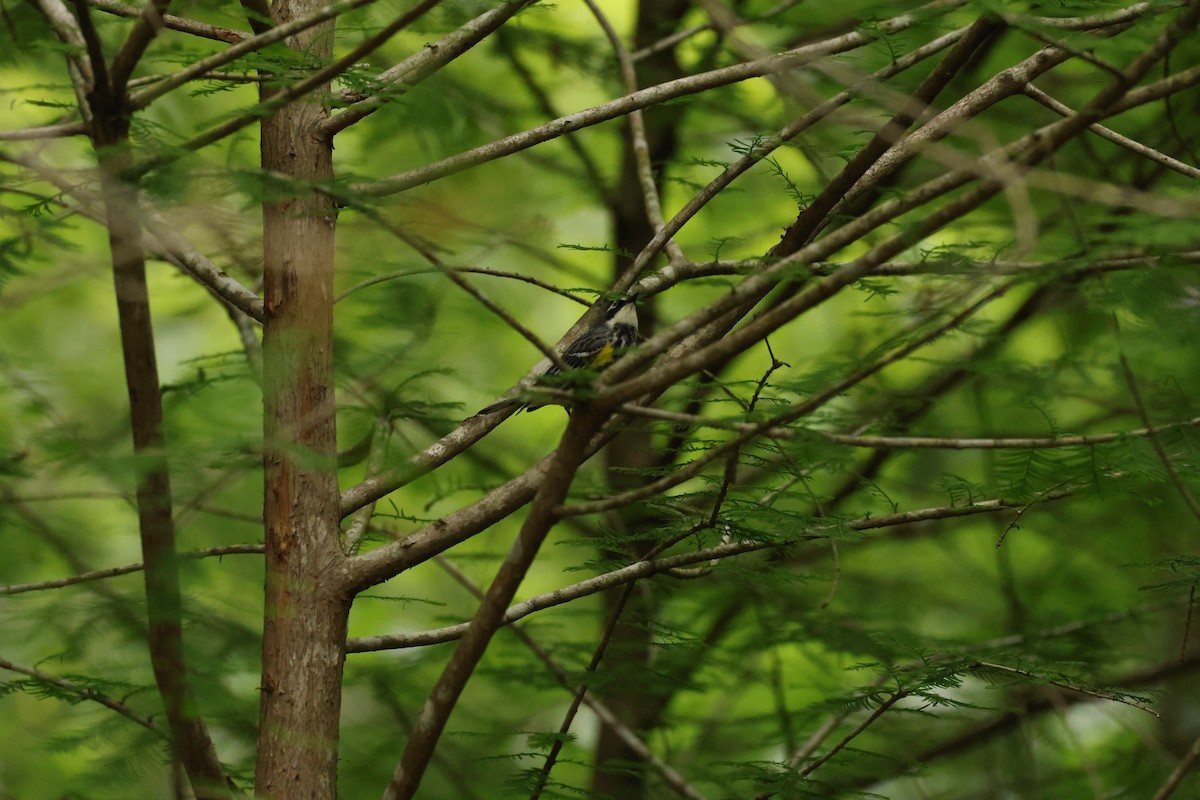 Yellow-rumped Warbler (Myrtle) - ML565332201