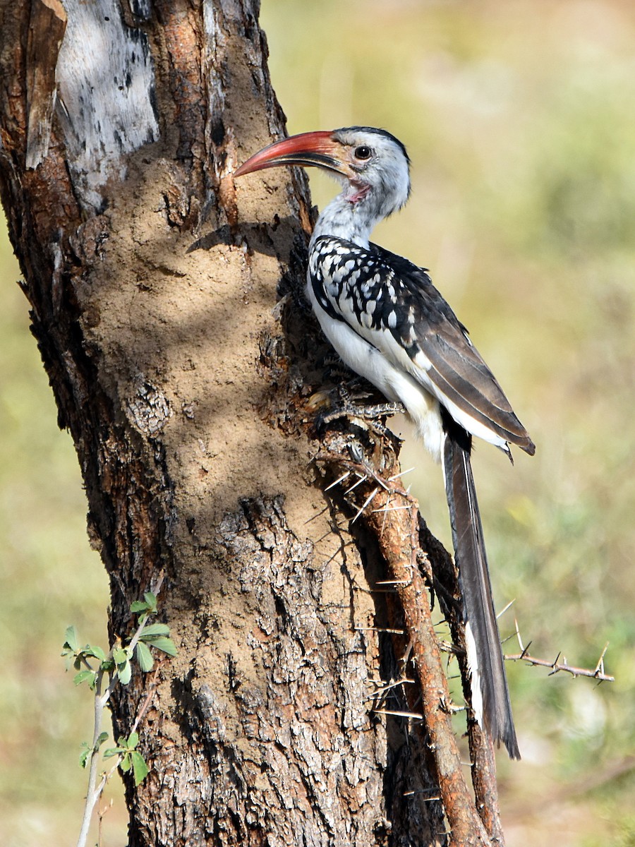 Northern Red-billed Hornbill - Arup Ghosh