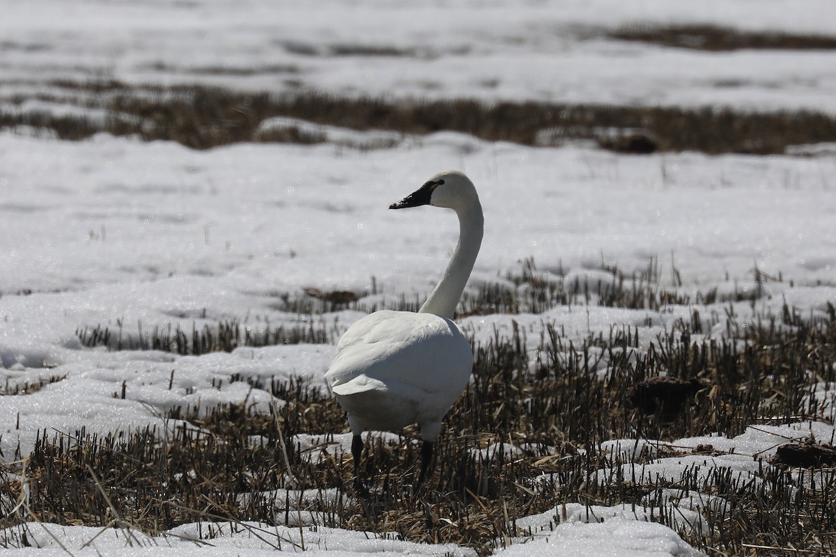 Tundra Swan - Henry Burton