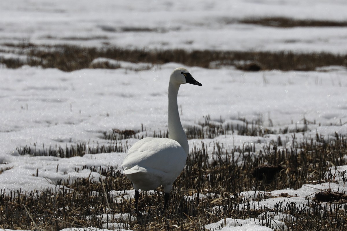 Tundra Swan - Henry Burton