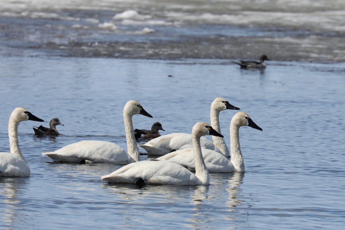 Tundra Swan - Henry Burton