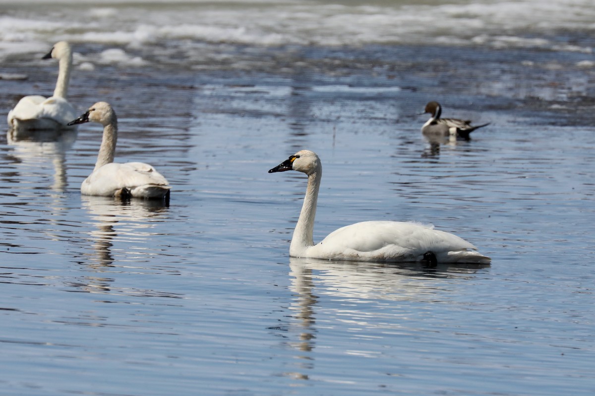 Tundra Swan - ML565334651