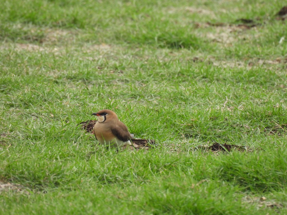 Oriental Pratincole - ML565335841