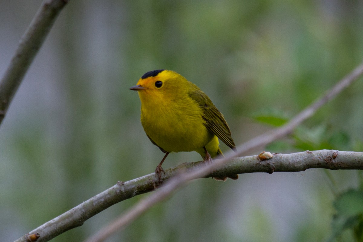 Wilson's Warbler - ML565335941